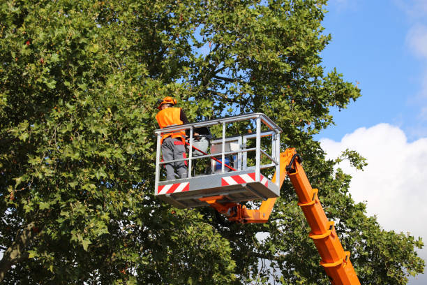 Best Tree Health Inspection  in Manchester, NH